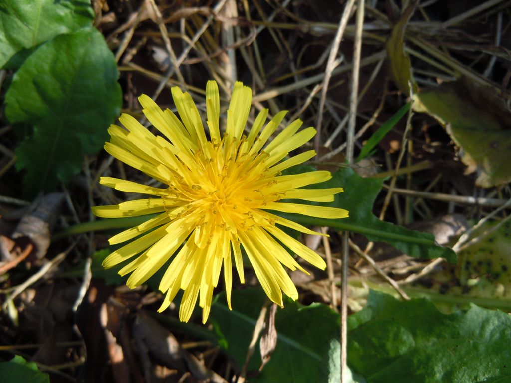 Fiori da determinare - Taraxacum cfr. palustre